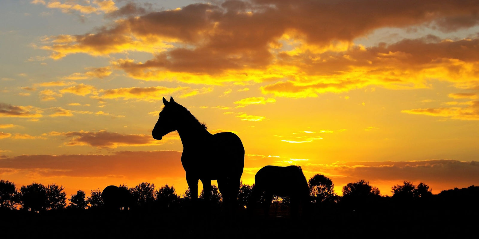 ensuring-your-horse-s-nutritional-needs-are-met-in-the-heat-the-role-missy-s-bucket