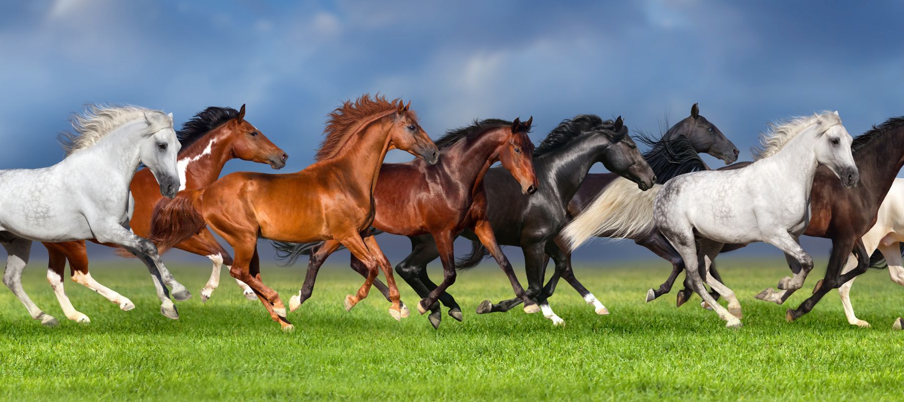 Horse Supplement | Hoof, Coat & General Health | Missy's Bucket